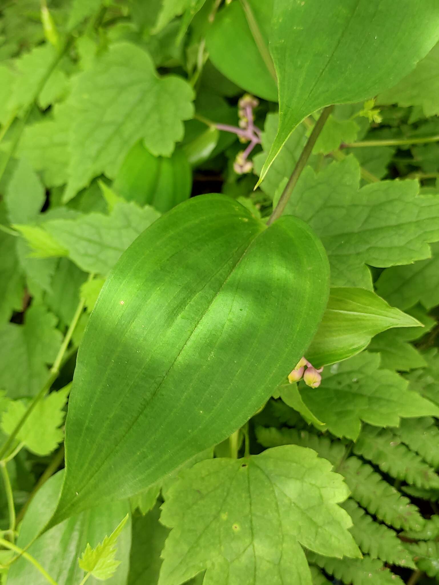 Image de Spatholirion longifolium (Gagnep.) Dunn