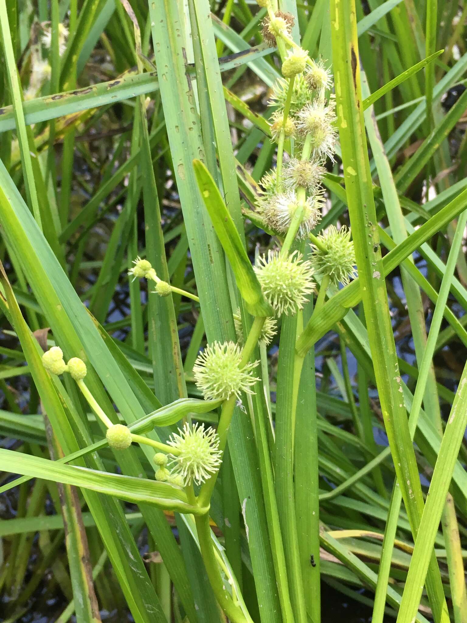 Image de Sparganium americanum Nutt.