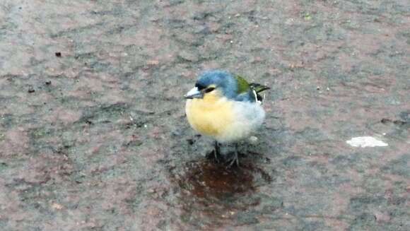 Image of Fringilla coelebs moreletti Pucheran 1859