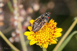 Image of Acmaeodera mudgei Westcott 2002