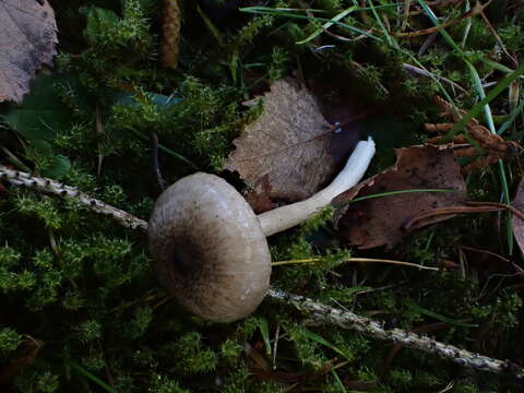 Image of Hygrophorus pustulatus (Pers.) Fr. 1838