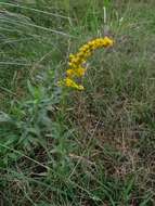 Image of slimleaf bur ragweed