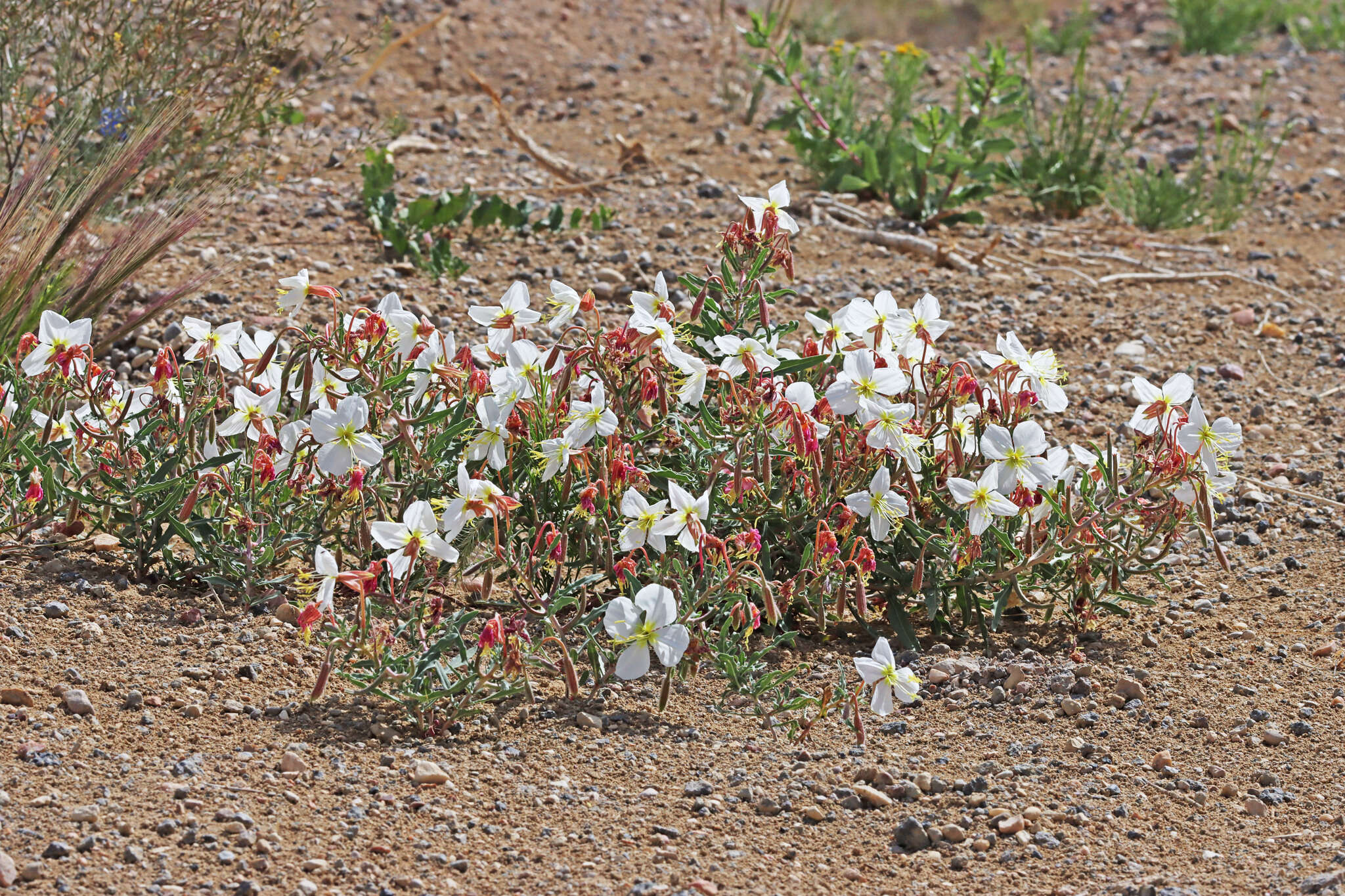 Image of pale evening primrose