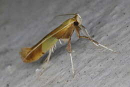 Image of Caloptilia packardella (Chambers 1872)