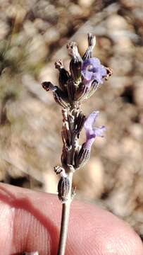 Image of Spike Lavendar