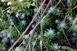 Image of Sedum griseum Praeger