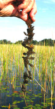 Utricularia benjaminiana Oliv.的圖片