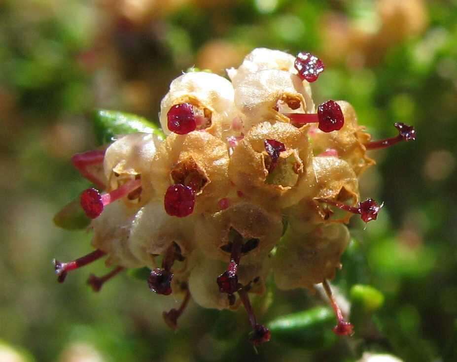 Image of Erica cordata var. cordata