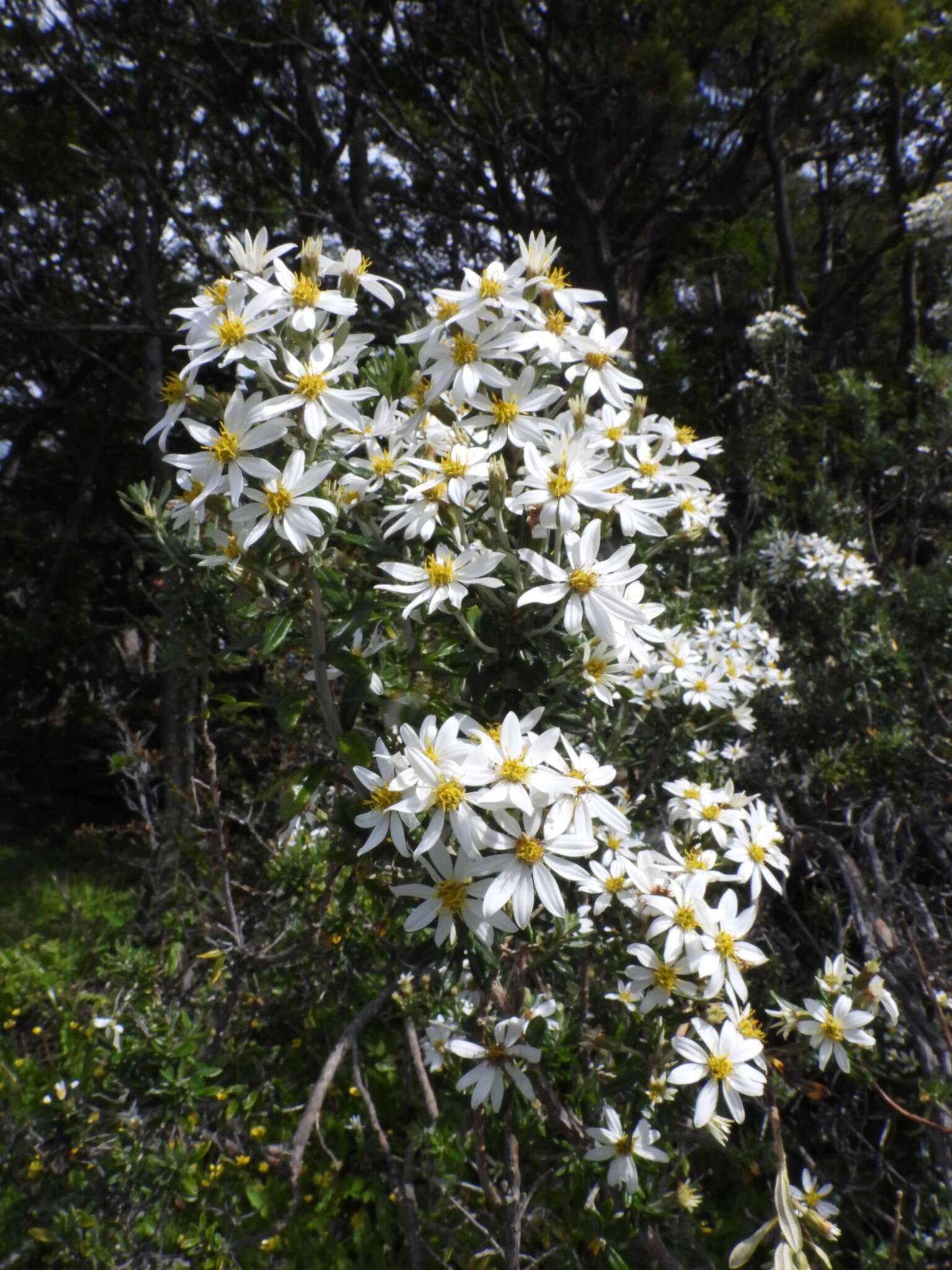 Image of Chiliotrichum