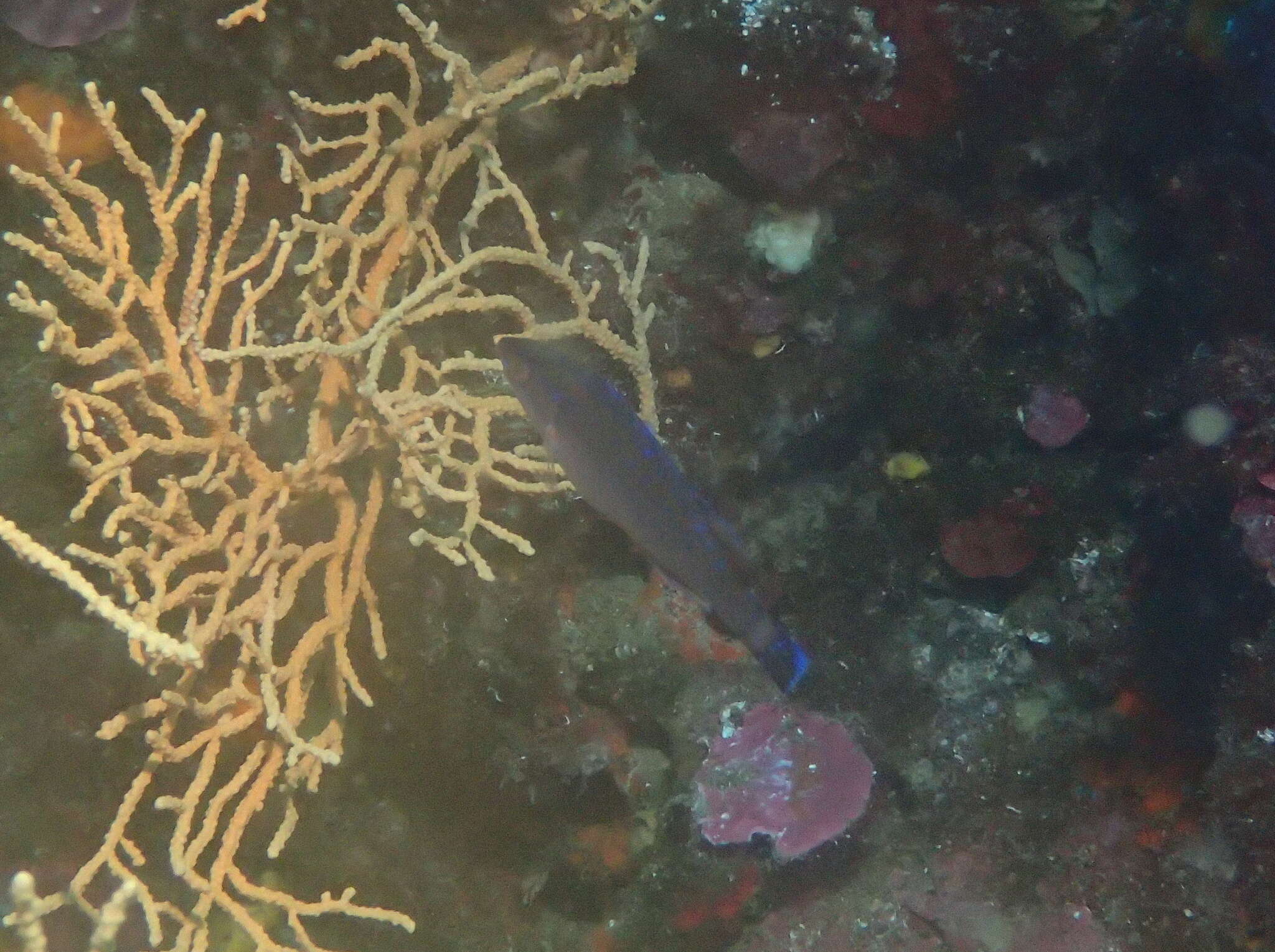 Image of Blacktailed Wrasse