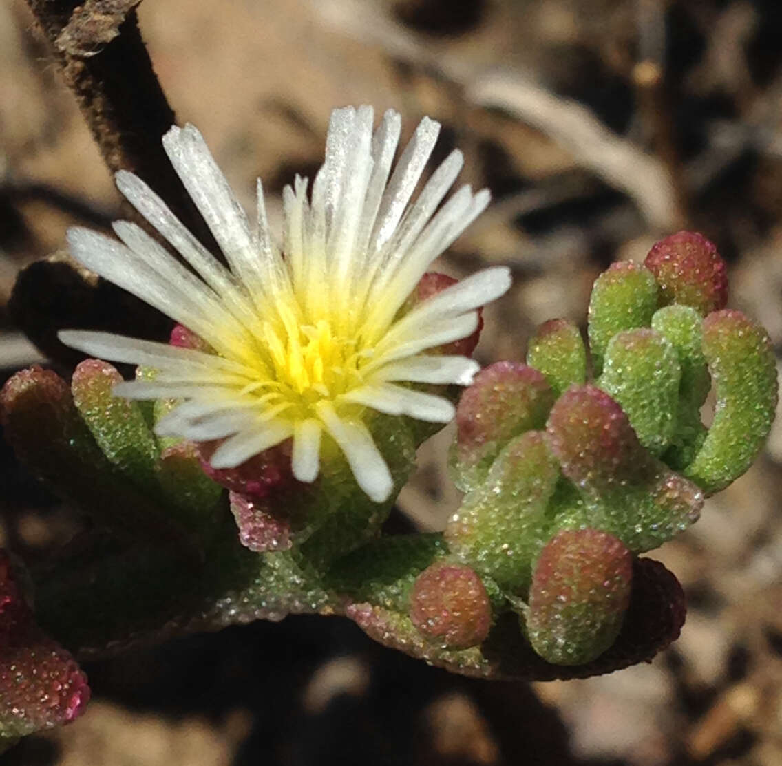 Image of slenderleaf iceplant