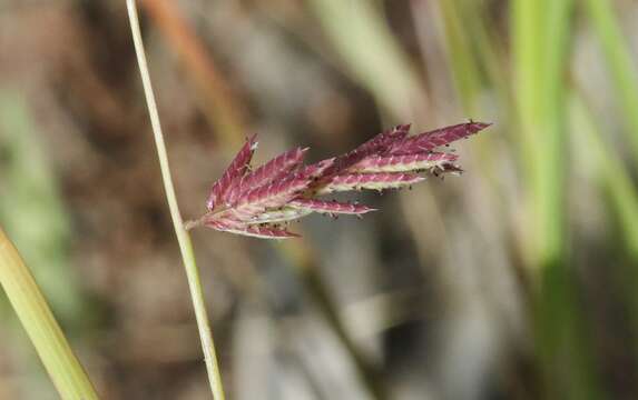 Image of Eragrostis spartinoides Steud.