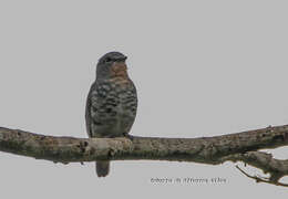 Image of Buff-throated Purpletuft