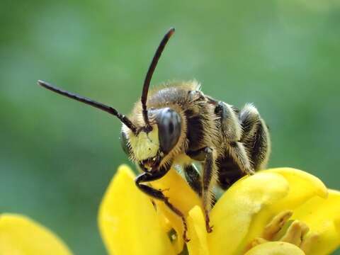 Imagem de Macropis europaea Warncke 1973