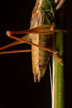 Image of Prairie Meadow Katydid