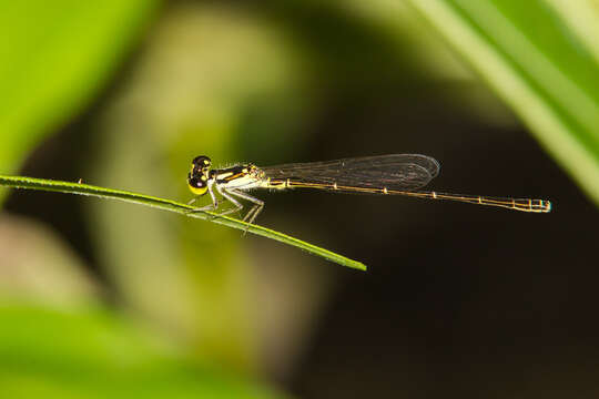 Image de Agrion Posé