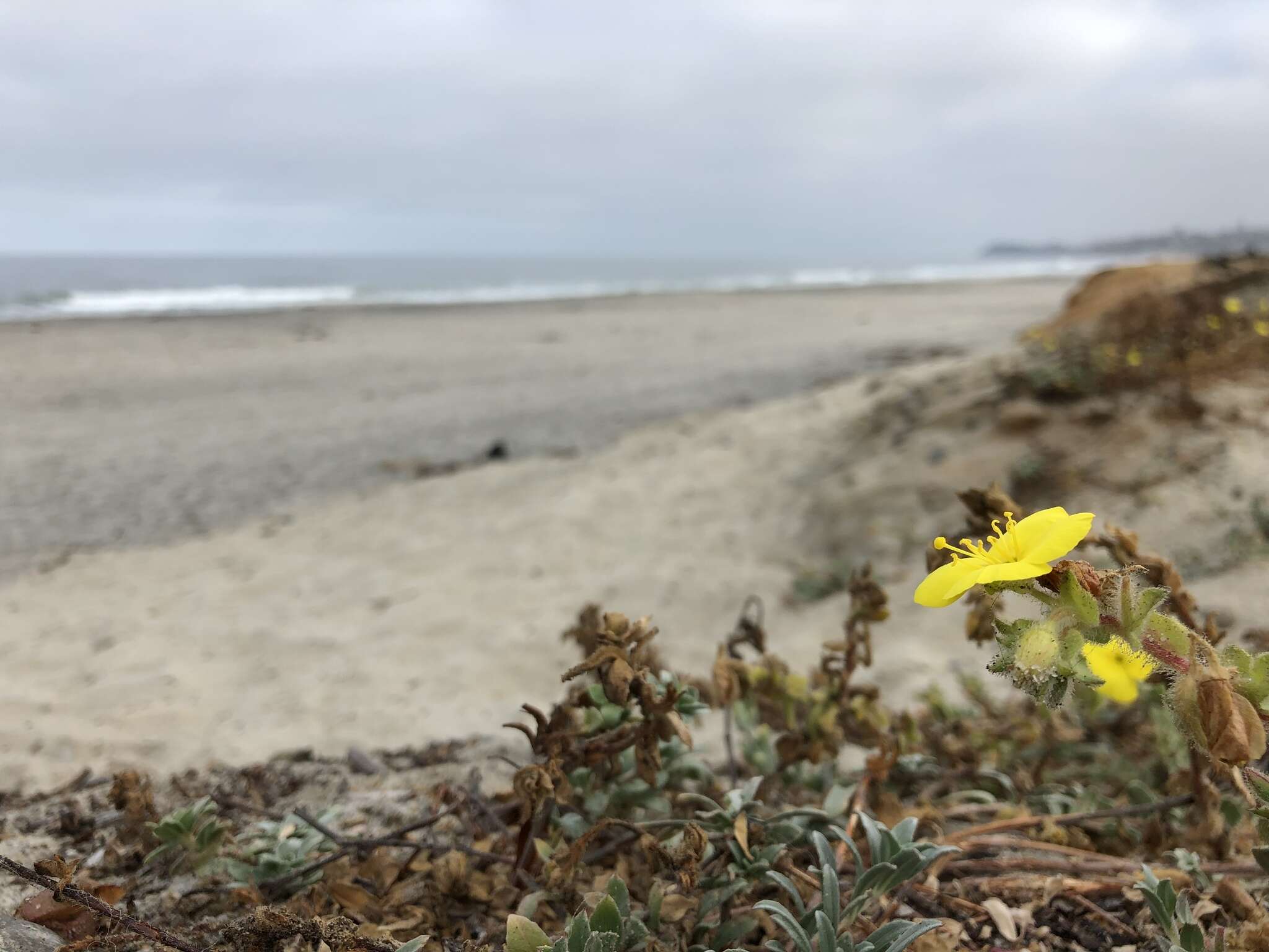 Image of beach suncup