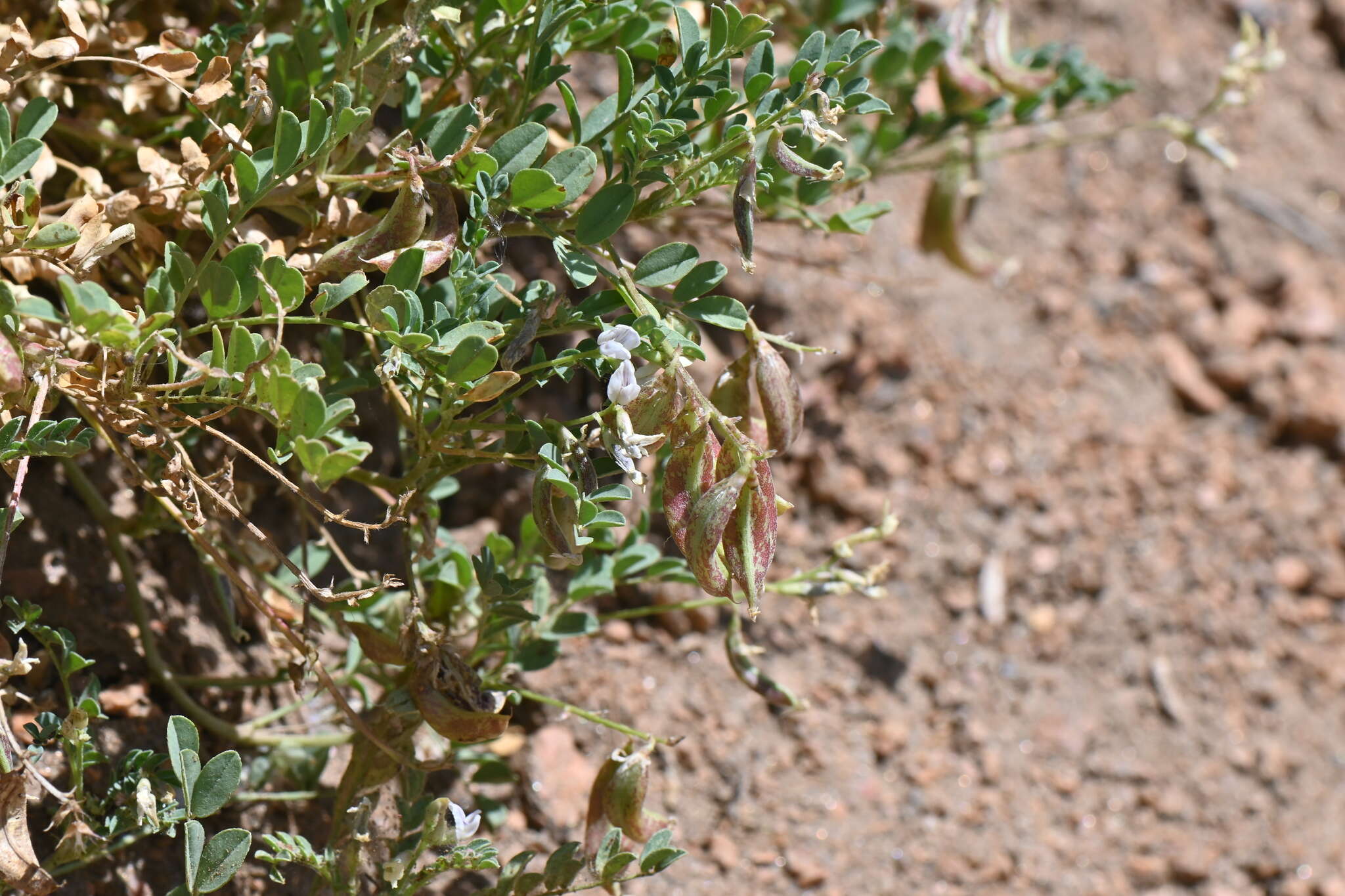 Image of Front Range milkvetch