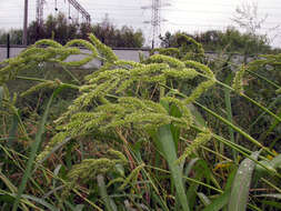 Plancia ëd Echinochloa muricata (P. Beauv.) Fernald