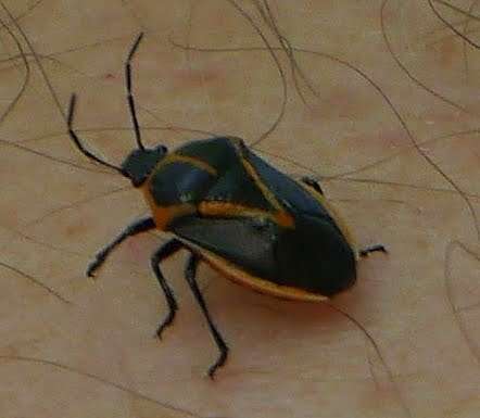 Image of Perillus strigipes (Herrich-Schaeffer 1853)