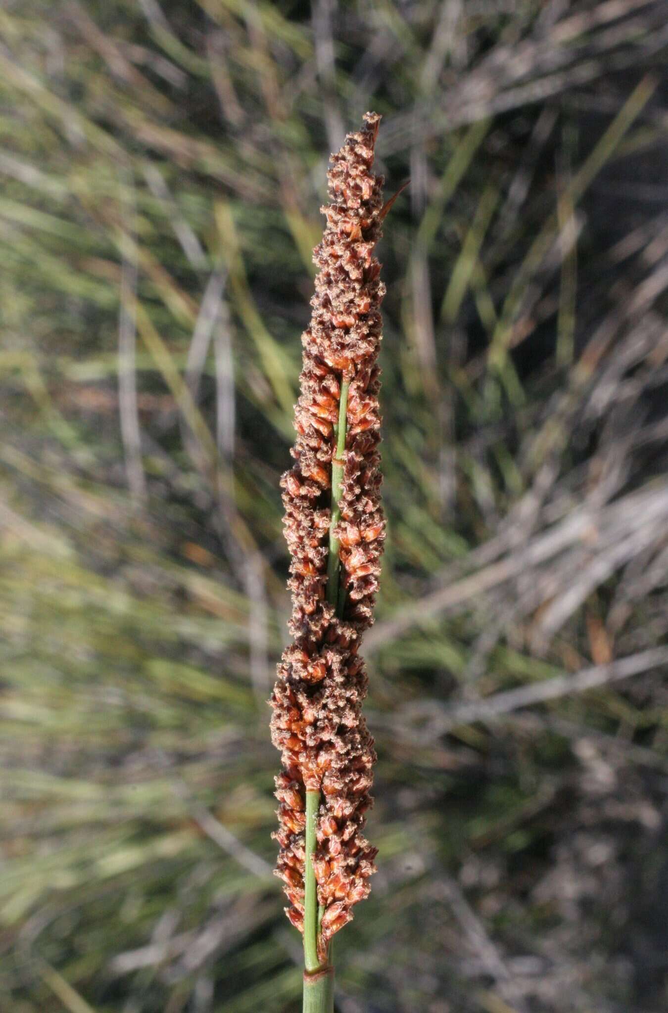 Слика од Anarthria laevis R. Br.