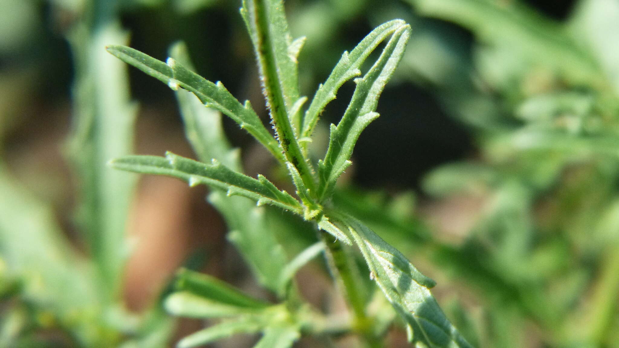 Image of sawtooth sage