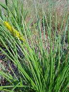 Image of Bulbine angustifolia Poelln.