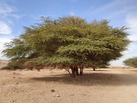 Vachellia tortilis subsp. raddiana (Savi) Kyal. & Boatwr.的圖片