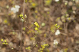 Imagem de Bupleurum gracile D' Urv.