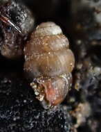 Image of grassland whorl snail