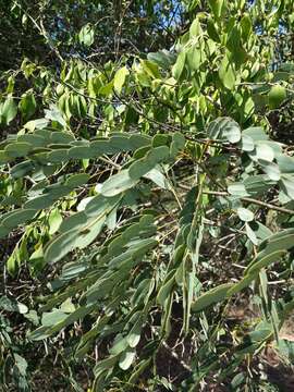 Image of Senna viguierella (Ghesq.) Du Puy