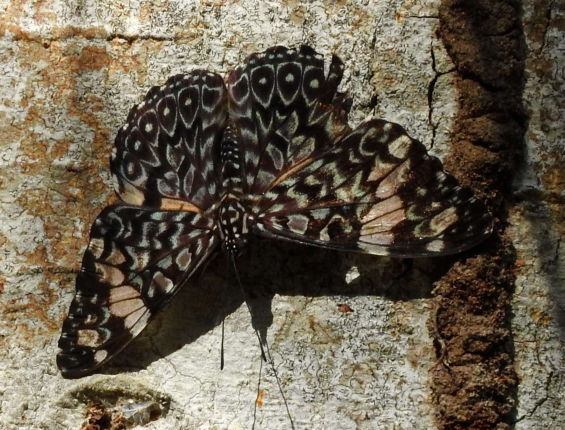 Image of Red Cracker