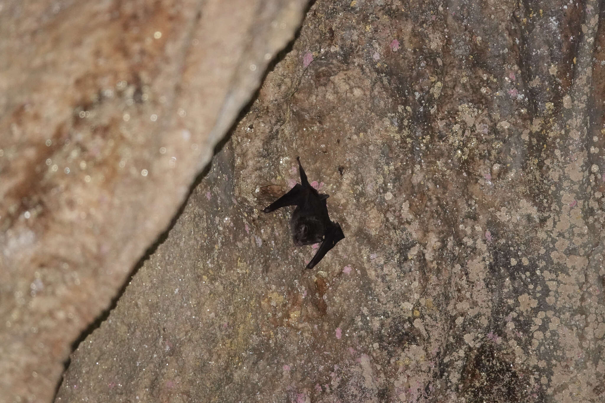Image of Biak Leaf-nosed Bat
