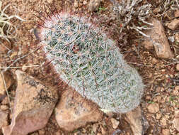 Image de Mammillaria grahamii Engelm.