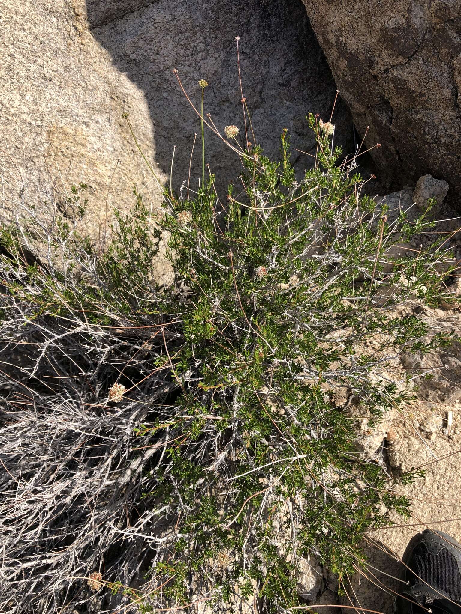 Image of Eastern Mojave buckwheat