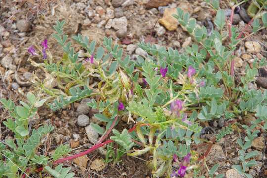 Imagem de Astragalus iodanthus S. Wats.