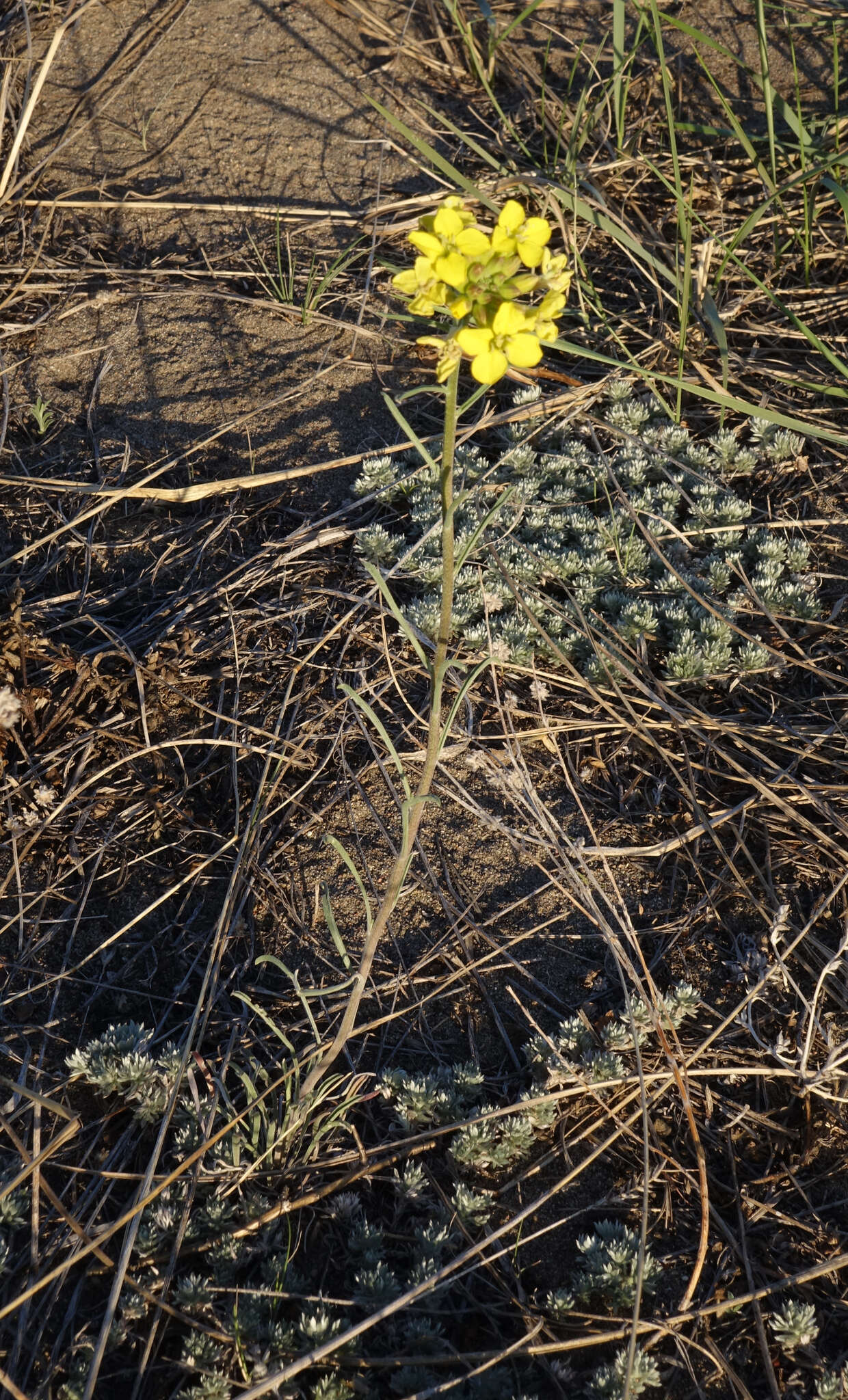 Image of Erysimum flavum subsp. altaicum (C. A. Mey.) Polozhij