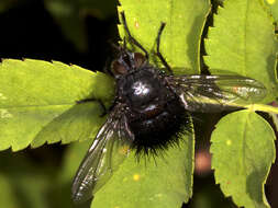 Image of Bombyliomyia soror (Williston 1886)