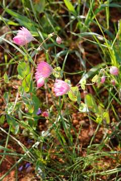 Image of Rhodanthe manglesii Lindl.