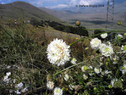 Image of Cephalaria leucantha (L.) Schrad.