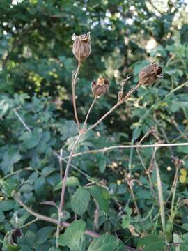 Imagem de Silene latifolia subsp. latifolia