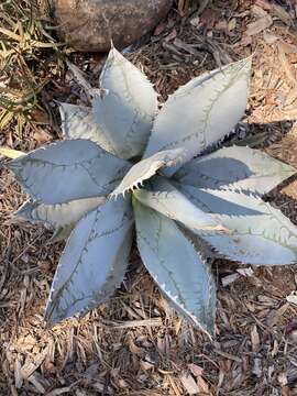 Image de Agave titanota Gentry