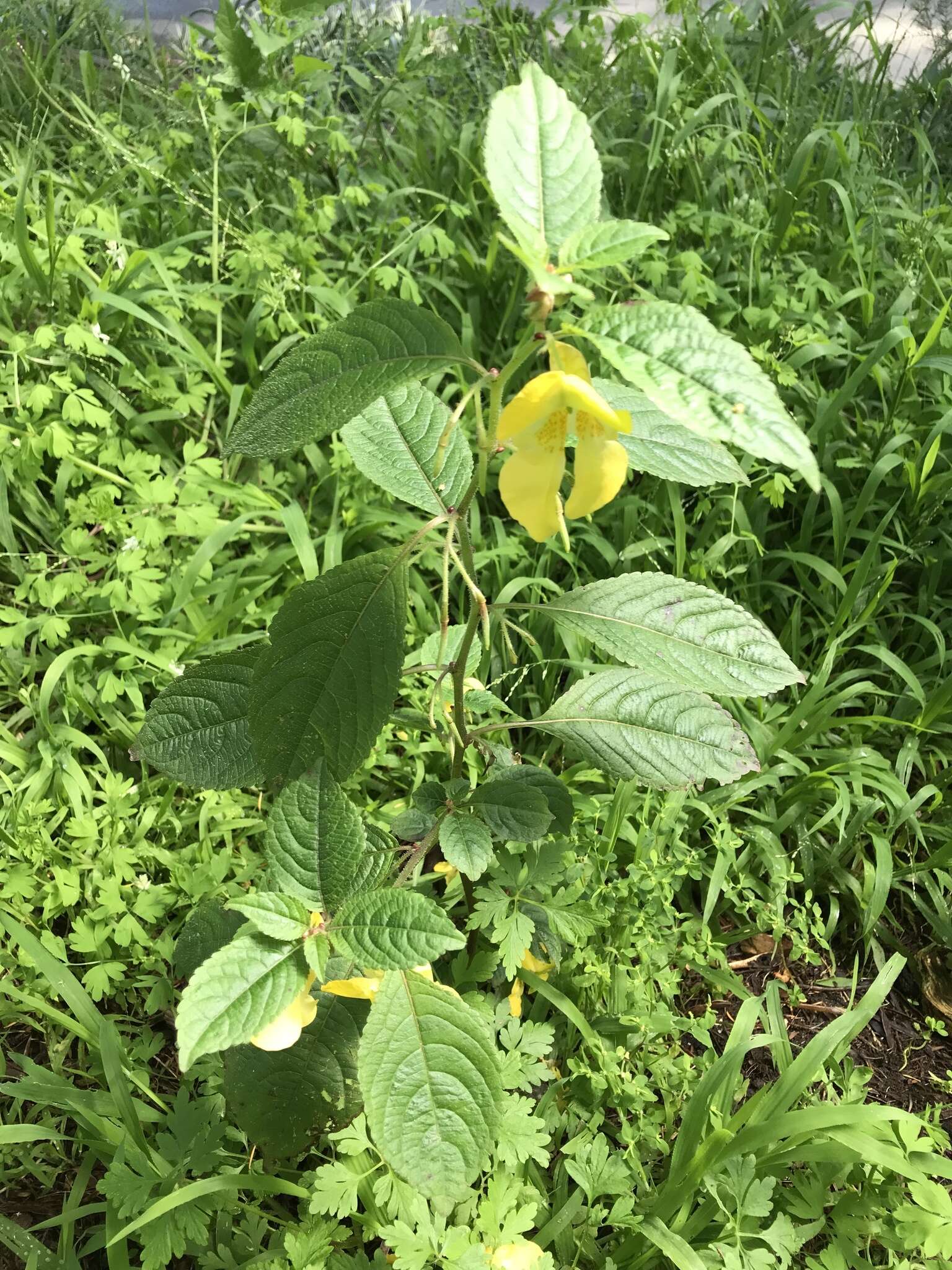 Image de Impatiens cristata Wall.