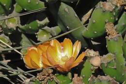 Image of Opuntia elata Salm-Dyck