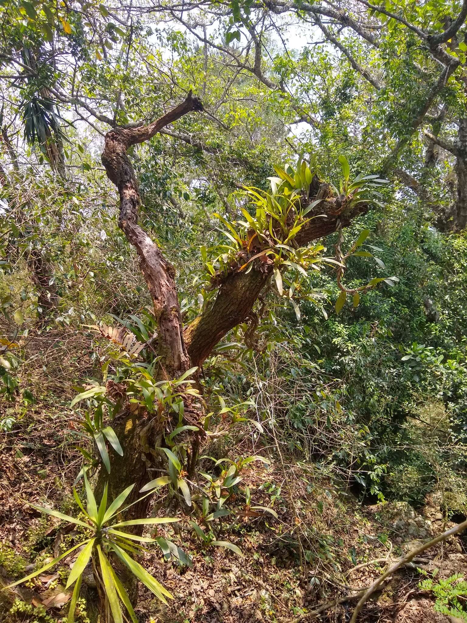 Image of Maxillaria densa Lindl.