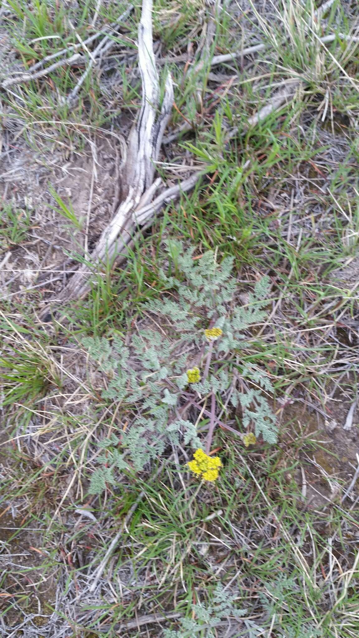 Image of desert biscuitroot