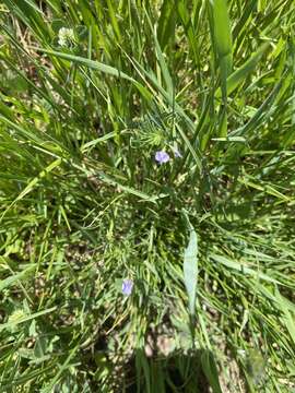 Imagem de Vicia hulensis Plitmann