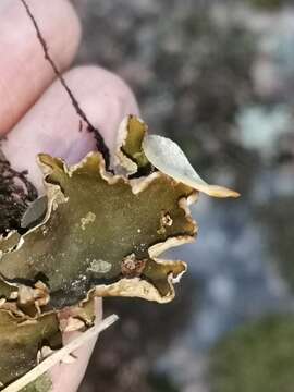 Image of felt lichen