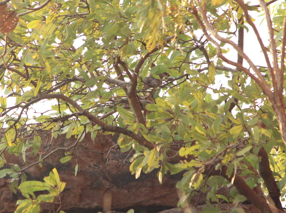 Image of Short-eared Rock Wallaby