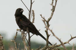 Image of Variable Oriole